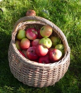 Epler fra den historiske frukthagen. Foto: Kathrine Sandstrøm Østfoldmuseene