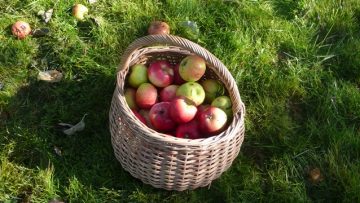 Epler fra den historiske frukthagen. Foto: Kathrine Sandstrøm Østfoldmuseene